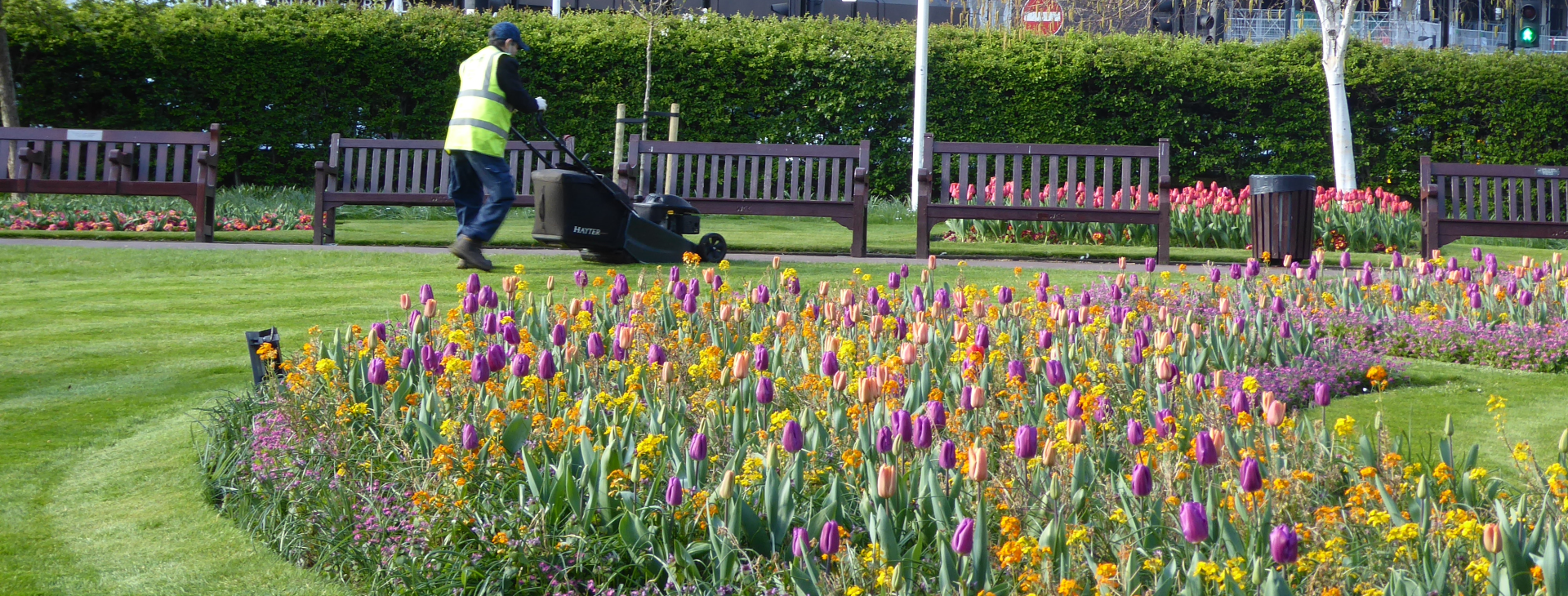 Worker mowing grass with walk along mower behind colourful bed of tulips